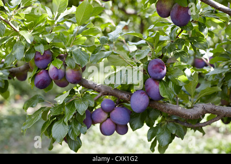 Le prugne, Cawston, Similkameen paese, British Columbia, Canada Foto Stock