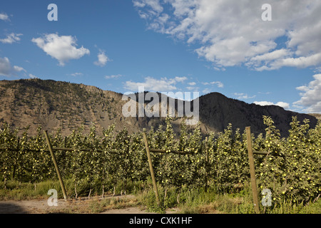 Espaliered Meli, Cawston, Similkameen paese, British Columbia, Canada Foto Stock