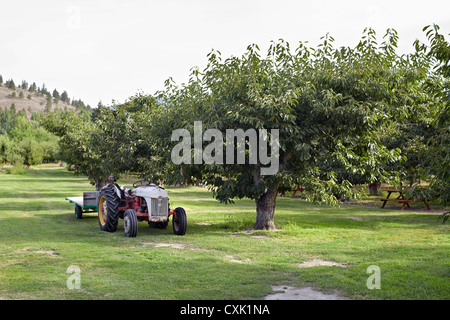 Il trattore nel frutteto, altopiano interno, Cawston, Similkameen paese, British Columbia, Canada Foto Stock