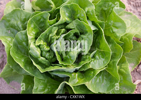 La lattuga di Boston, Fenwick, Ontario, Canada Foto Stock