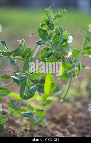Piselli, Fenwick, Ontario, Canada Foto Stock