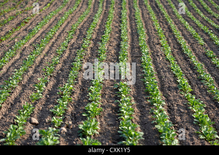 Il Ravanello di campo, Fenwick, Ontario, Canada Foto Stock