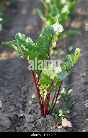 Bietole, Fenwick, Ontario, Canada Foto Stock