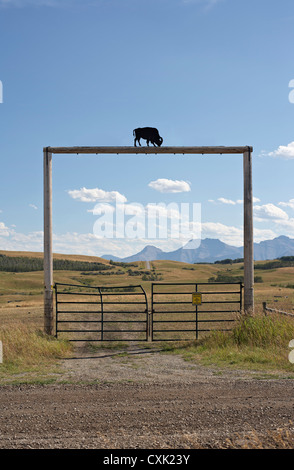 Gate a Tacarsey Bison Ranch, dei rulli di estrazione Creek, Alberta, Canada Foto Stock