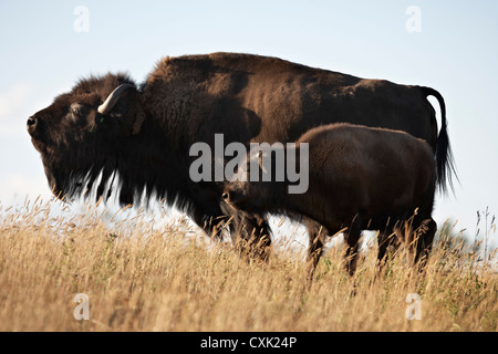 Il Bisonte femmina con vitello, Tacarsey Bison Ranch, dei rulli di estrazione Creek, Alberta, Canada Foto Stock