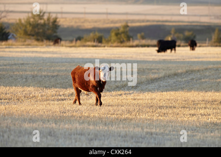 Vitello in campo, dei rulli di estrazione Creek, Alberta, Canada Foto Stock