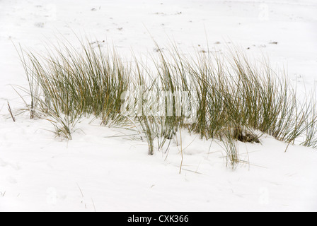 Spiaggia in erba la neve Foto Stock