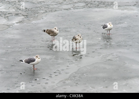 Gabbiano nel ghiaccio Foto Stock