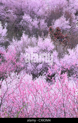 Hanamiyama a Fukushima Foto Stock