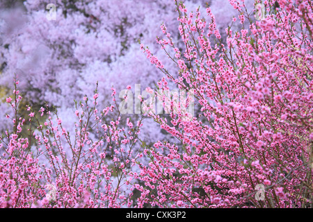 Hanamiyama a Fukushima Foto Stock