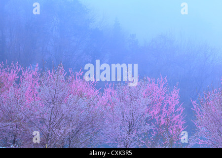 Hanamiyama a Fukushima Foto Stock