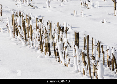 La stoppia in inverno Foto Stock