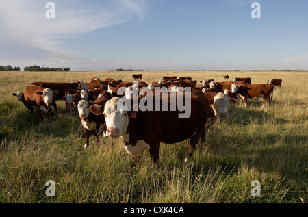 Allevamento di bovini da carne in campo, Alberta, Canada Foto Stock