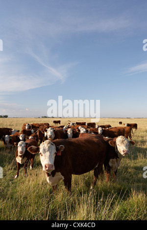 Allevamento di bovini da carne in campo, Alberta, Canada Foto Stock