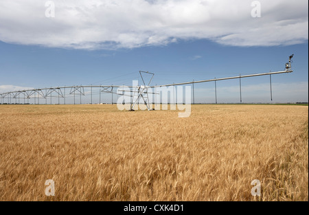 Irrigazione irrigazione sprinkler Campo di grano, Alberta, Canada Foto Stock