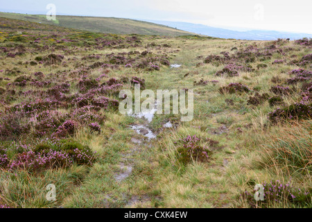 Boggy, sentiero pedonale loggato dall'acqua attraverso un campo aperto di erica, erbe, gola, viste a breve distanza, Saddle Tor, Dartmoor, Devon, UK Foto Stock