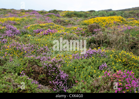 Distesa di erica comune (Calluna vulgaris) e giallo (gorse Ulex Europaeus), vicino a sella Tor, Dartmoor, REGNO UNITO Foto Stock