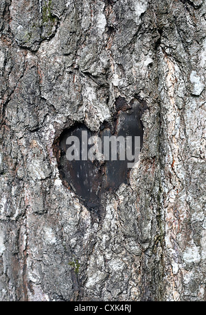 Amore simbolo su un tronco di albero Foto Stock