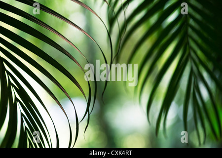 Dypsis lutescens. La canna da Golden Palm / Areca palm o farfalla foglia di palma silhouette di pattern Foto Stock