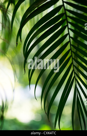 Dypsis lutescens. La canna da Golden Palm / Areca palm o farfalla foglia di palma silhouette di pattern Foto Stock