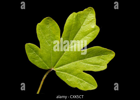 Campo Maple Leaf - Acer campestre, presa in un giardino inglese in primavera su sfondo nero Foto Stock