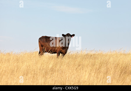 Carni bovine Vacca in piedi nel campo dei rulli di estrazione, Creek, Alberta, Canada Foto Stock