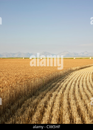 Parzialmente raccolte Campo di grano, montagne rocciose in distanza, dei rulli di estrazione Creek, Alberta, Canada Foto Stock