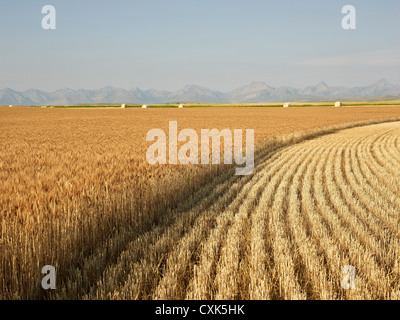 Parzialmente raccolte Campo di grano, montagne rocciose in distanza, dei rulli di estrazione Creek, Alberta, Canada Foto Stock