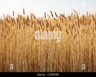 Close-up di maturazione gli steli di grano nel campo dei rulli di estrazione, Creek, Alberta, Canada Foto Stock