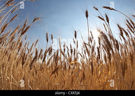 Close-up di maturazione gli steli di grano in campo contro la luce solare, dei rulli di estrazione Creek, Alberta, Canada Foto Stock