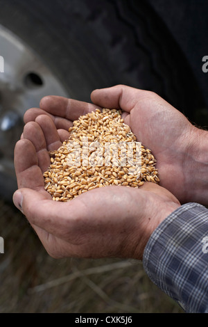 Maschio caucasico dell'agricoltore mani raccolte i chicchi di grano, dei rulli di estrazione Creek, Alberta, Canada Foto Stock