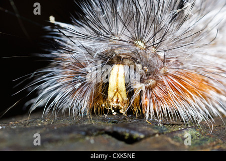 Hairy Maria Caterpillar 'Anthela varia' Foto Stock