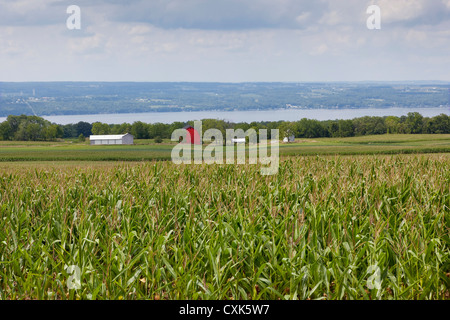 Mature campo di mais, Regione dei Laghi Finger, nello Stato di New York Foto Stock