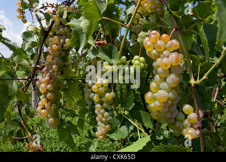 Uve Riesling, Finger Lakes vigneto, New York Foto Stock