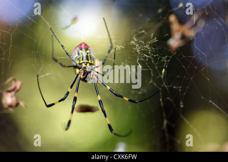 Golden Orb spider Nephila clavata delle specie che si trovano in Giappone nei pressi di kyoto Foto Stock