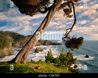 Struttura a sbalzo e surf a Samuel H. Boardman membro Scenic corridoio. Oregon Foto Stock