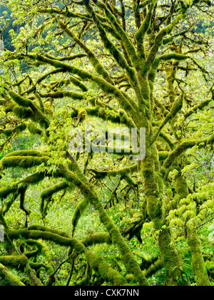 Grandi foglie di acero con MOSS e una nuova crescita. Oregon gamma costiere. Foto Stock