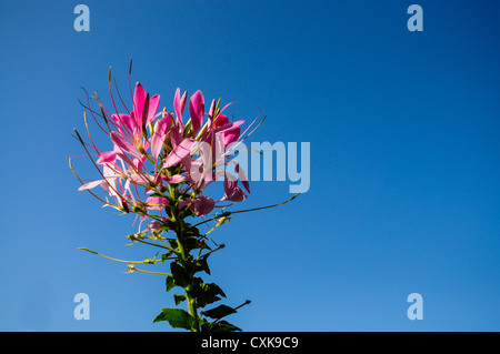 Cleome rosa con dei fiori cielo chiaro Foto Stock