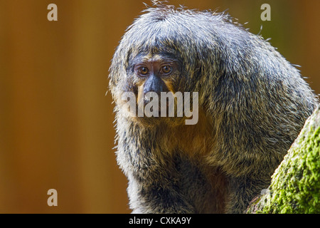 Close-up di una di fronte bianco-saki monkey (Pithecia pithecia), Paesi Bassi Foto Stock