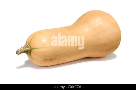 La zucca fotografate su sfondo bianco Foto Stock