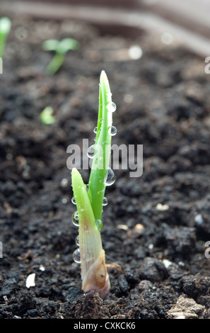 Verde giovane aglio crescente Foto Stock