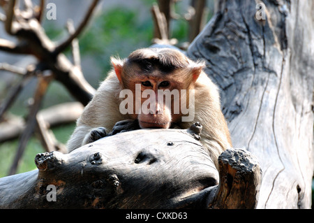 Macaco Rhesus Foto Stock