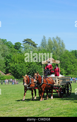 Due Suffolk Punch cavalli tirando un Great Western Railway Dray. Foto Stock