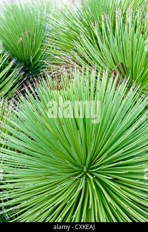 Cactii a Mt Coot-tha Giardini Botanici Foto Stock