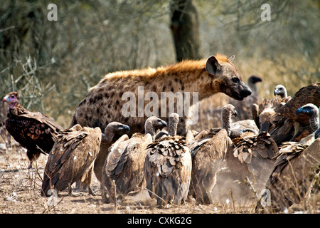 Avvistato iene (Crocuta crocuta) e che assorbe gli avvoltoi su una carcassa nel Parco Nazionale di Kruger, Sud Africa Foto Stock