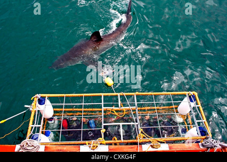 Il grande squalo bianco (Carcharodon carcharias) nuoto mentre sommozzatori osservare da una gabbia di squalo, Capetown False Bay, Sud Africa Foto Stock