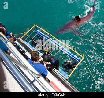 Il grande squalo bianco (Carcharodon carcharias) nuoto mentre sommozzatori osservare da una gabbia di squalo, Capetown False Bay, Sud Africa Foto Stock