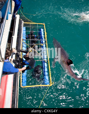 Il grande squalo bianco (Carcharodon carcharias) nuoto mentre sommozzatori osservare dalla gabbia, Capetown False Bay, Sud Africa. (MR) Foto Stock