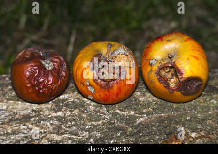 Tre mele marce sulla struttura ad albero Foto Stock