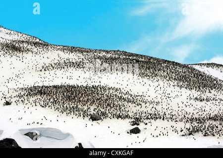 Migliaia di pinguini Gentoo e pulcini (Pygoscelis papua) a rookery in Gibbs, Antartide Foto Stock